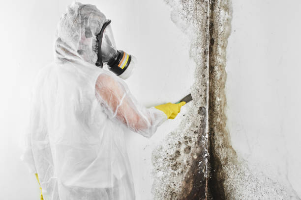 Best Residential Mold Remediation in Tipton, IA